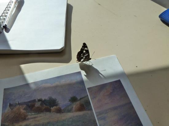 Un papillon curieux de peinture...